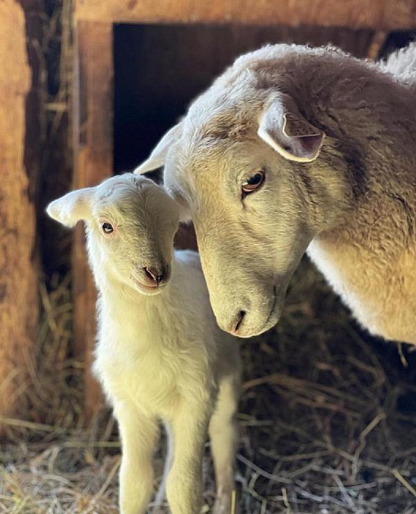 Oregon Farm Experiences