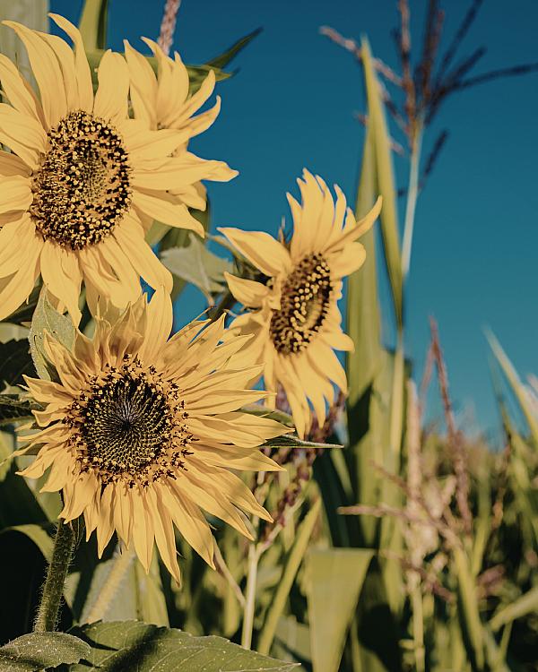 North Dakota Wheat Country