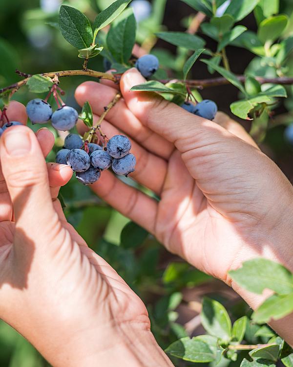 New Jersey Garden State Farms