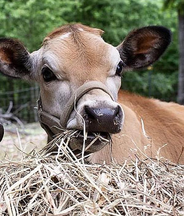 Arkansas Farm Country