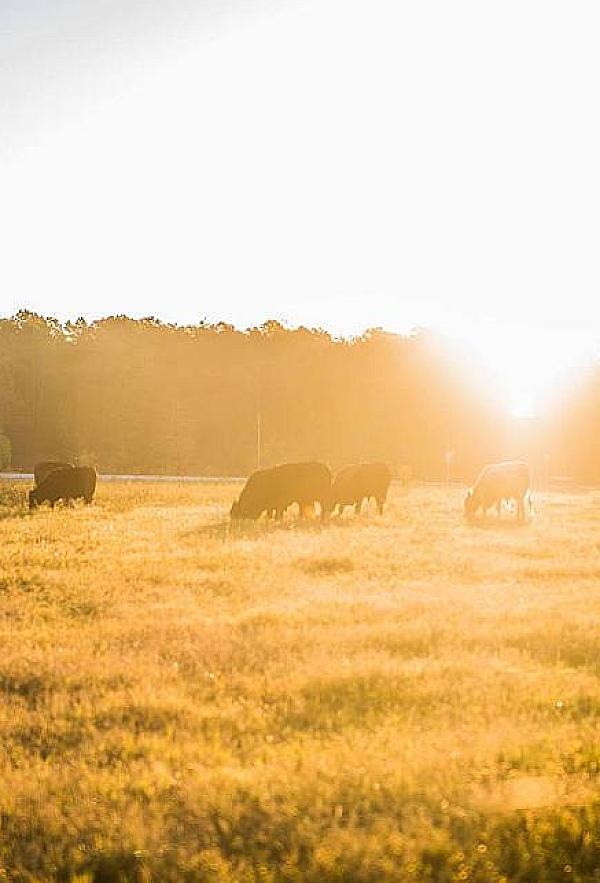 Georgia Peach Country