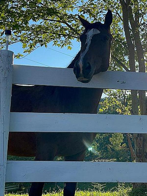 Kentucky Bluegrass Farms