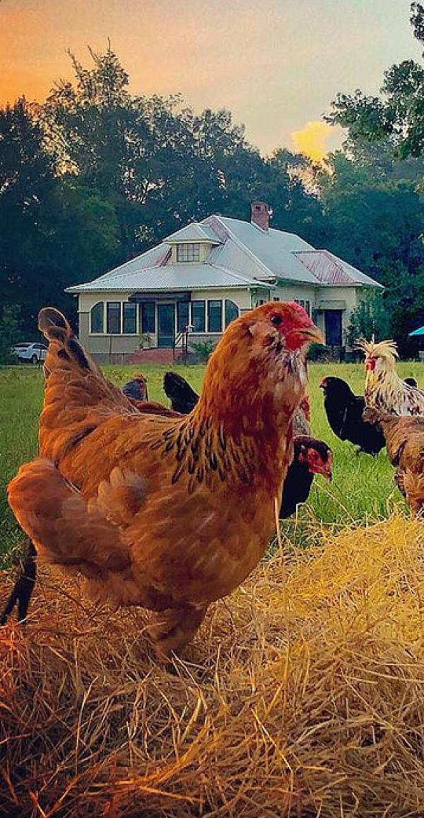 Louisiana Bayou Farms