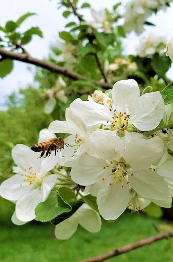 Michigan Farm Adventures