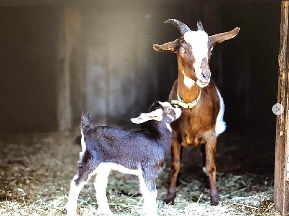 Cover image - nanny goat and kid