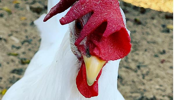 Best Clucking Place Farms