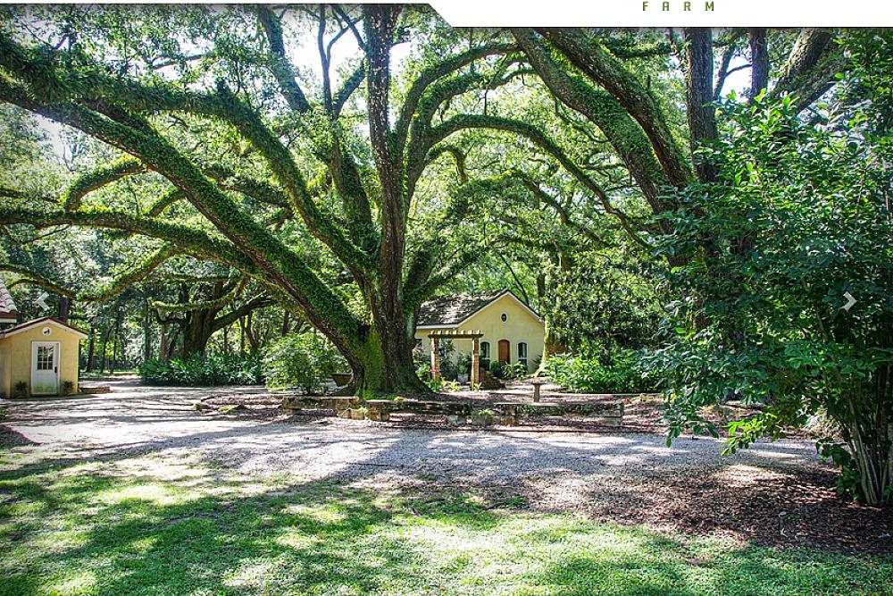 Featured image - two yellow cottages with large trees all around