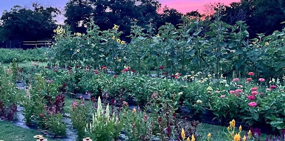 Featured Image - garden of flowers