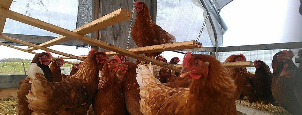 Featured Image - chickens in chicken tractor