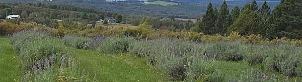 Lavender Essentials of Vermont