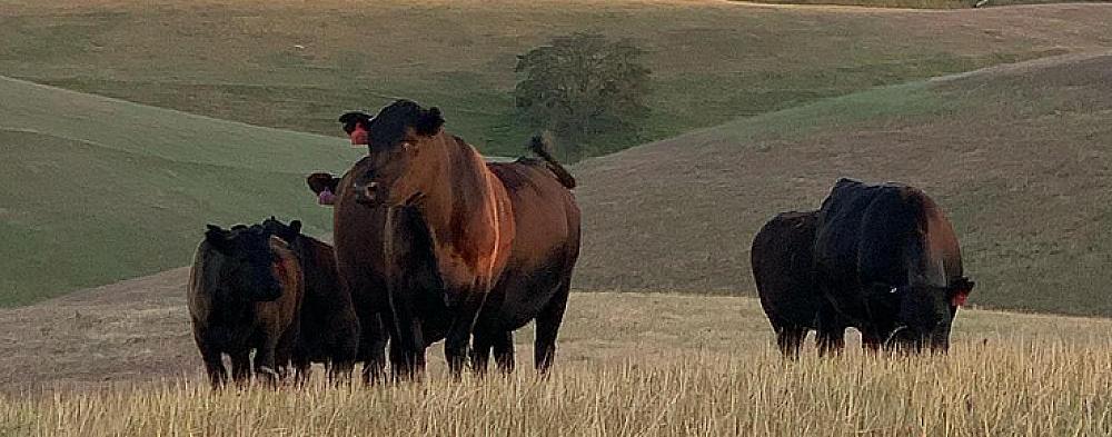 Lazy Arrow Adventures - Camatta Ranch - Cover Image