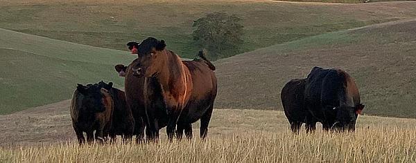 Lazy Arrow Adventures - Camatta Ranch