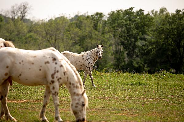 Starhill Farms TX | Farm Stay USA