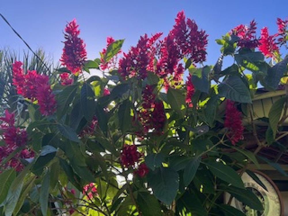 Featured Image- Flowers growing at the farm