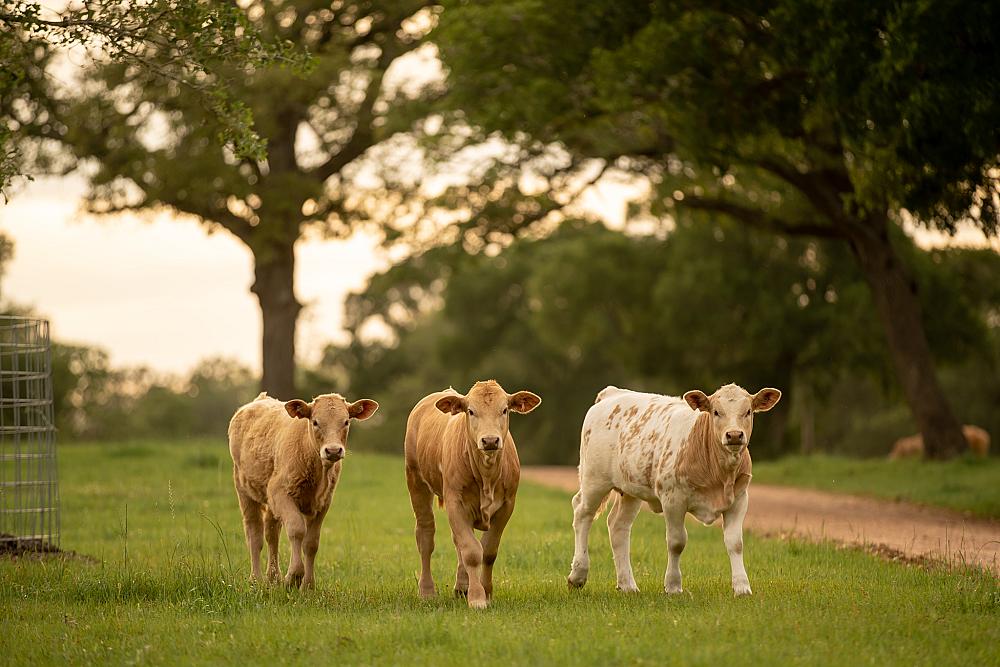 Starhill Farms TX | Farm Stay USA