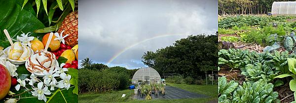 Aloha Ola Farms