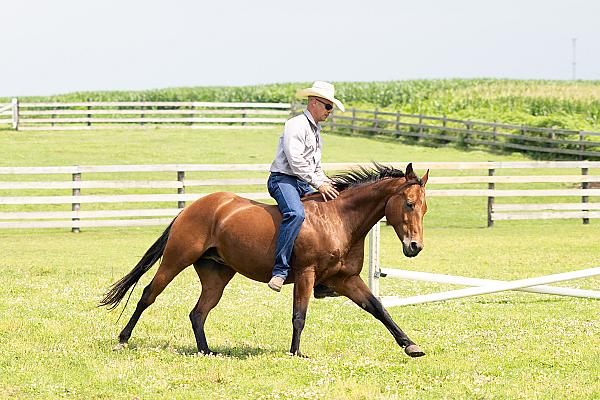 Man riding a horse without saddle or bridle at the canter