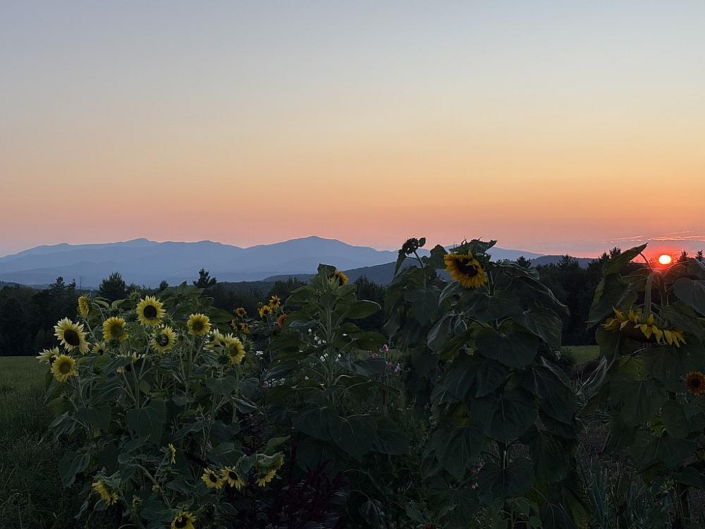 Sunset over the sunflower field with mountains in the distance