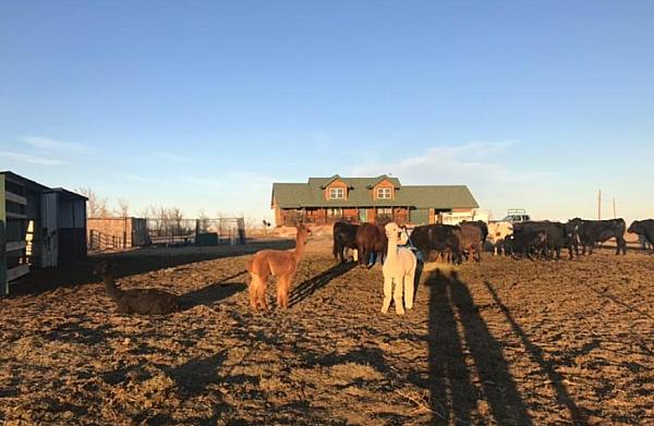 Tuff's Animal Rescue at Tuff's Ranch