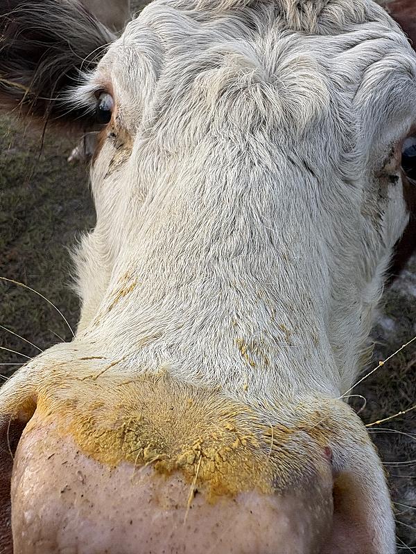 LC (little cow) just after she raided a bad of honey bee feed
