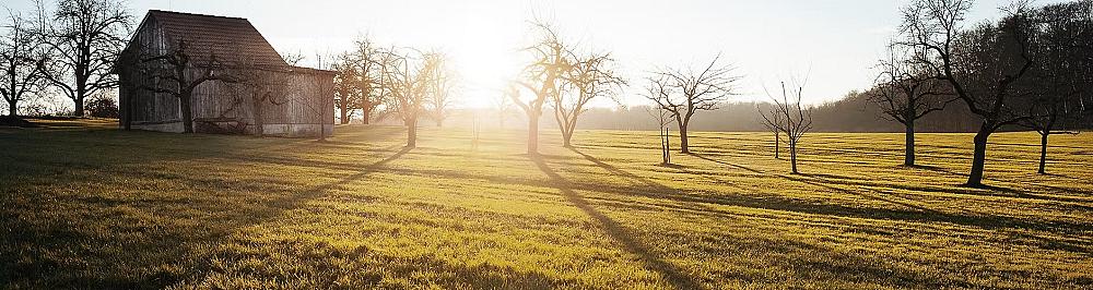 Featured Image - sunrise over orchard with barn