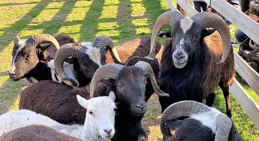 Exotic sheep in a variety of colors - some with horse and some without