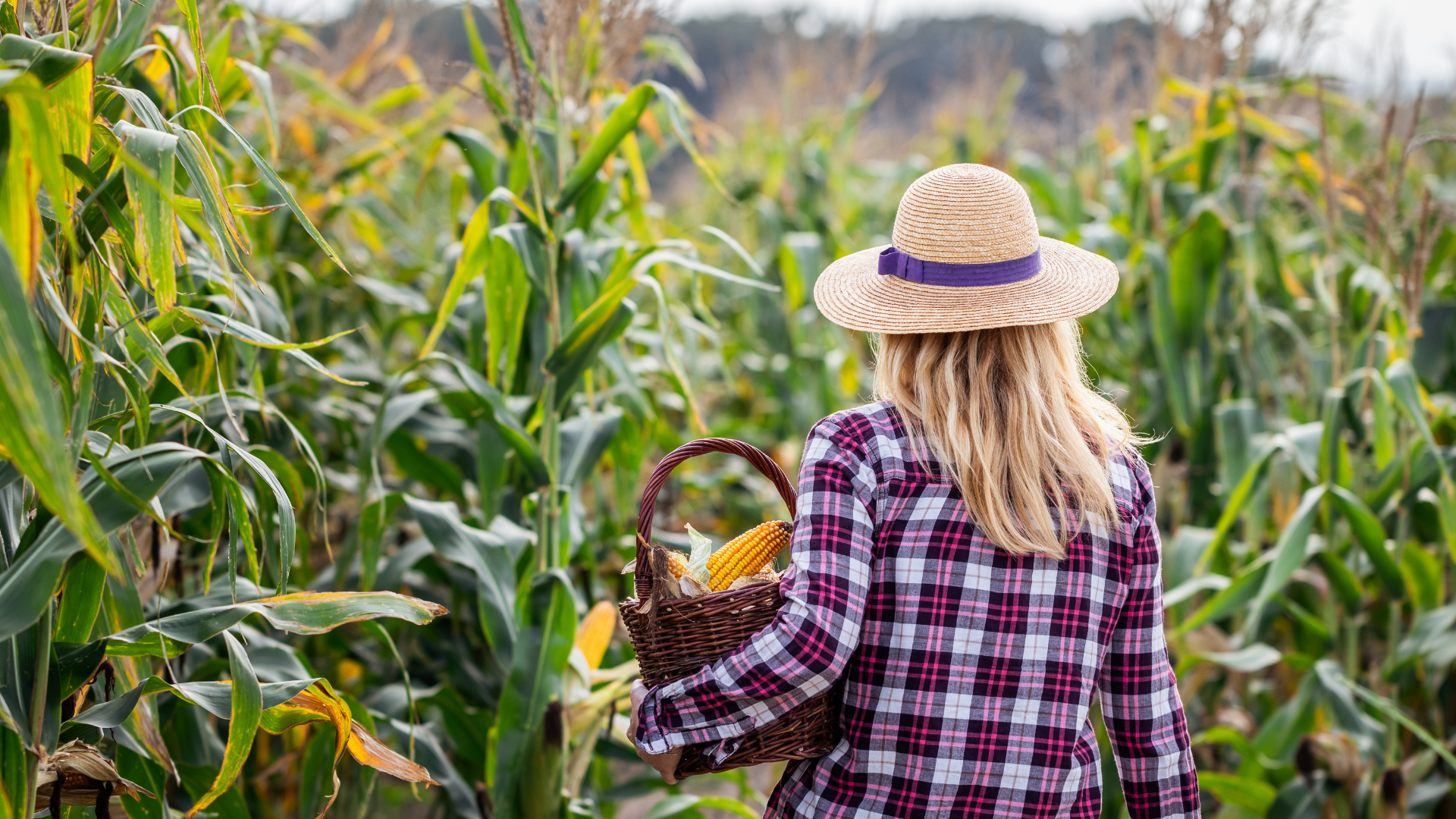 woman harvesting in a garden