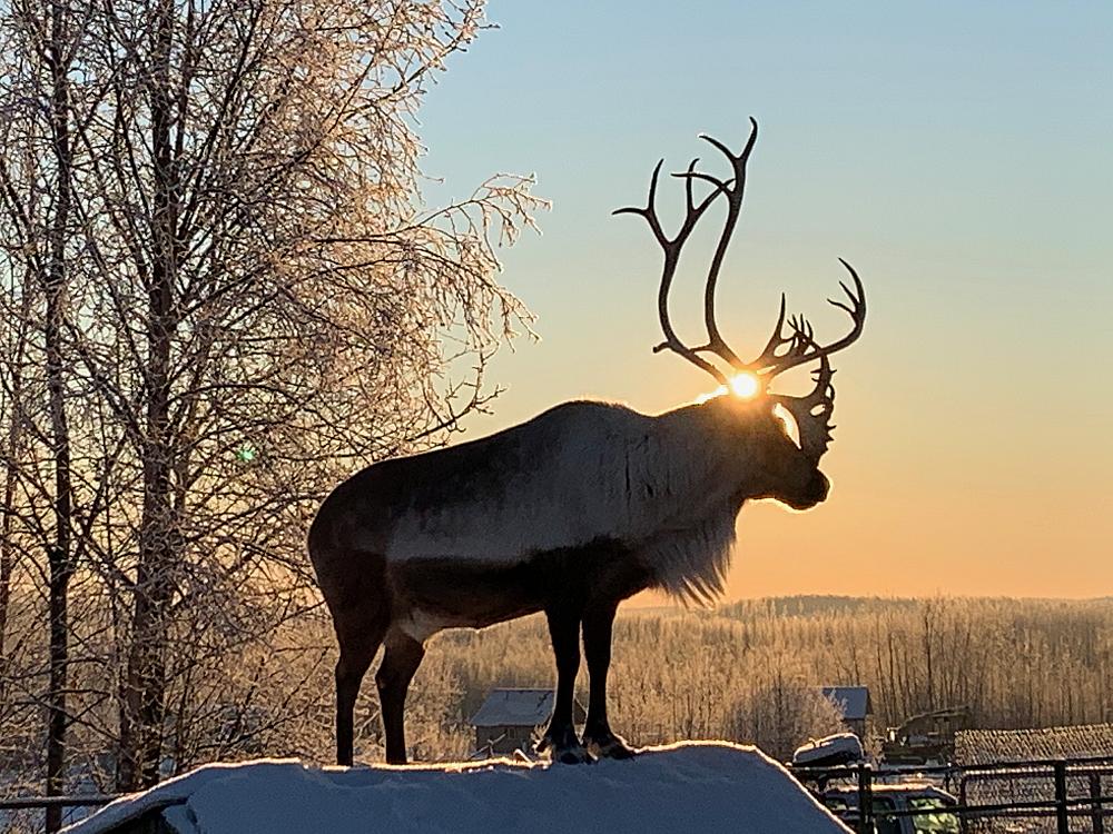 One of our pet reindeer on our farm. 