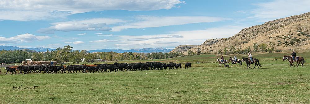 Herding cows on the ranch