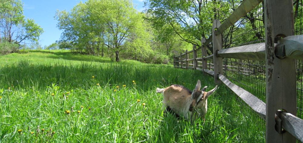 Goat in a pasture
