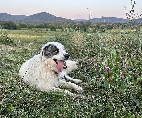 white guardian dog with black eye patch lying in a field with its tongue handing out