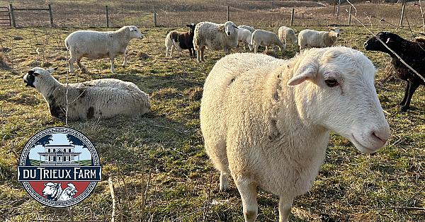 white sheep looking at camera with other sheep behind and logo in bottom left corner for du Trieux Farm