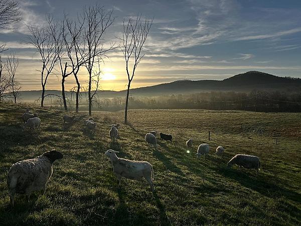 sunset over pastures with sheep and no leaves on the trees (winter?)