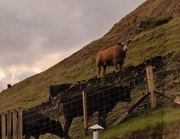 Cows on a hill, neighbors to the cabins