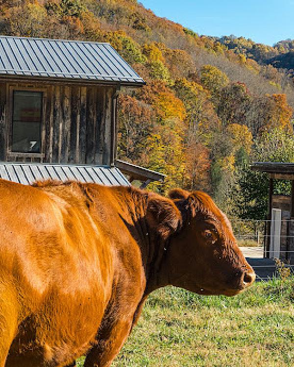 East Fork Farm - Image 6