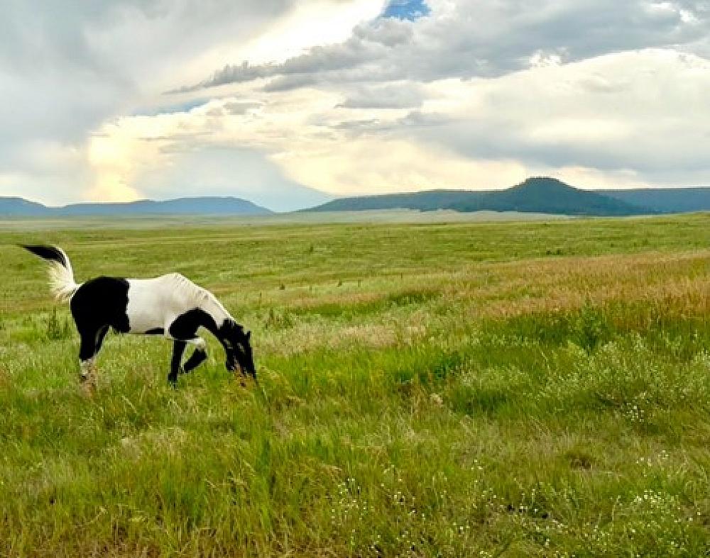 horse ranch