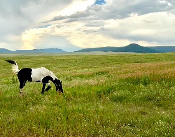 Whitetail Horse Ranch