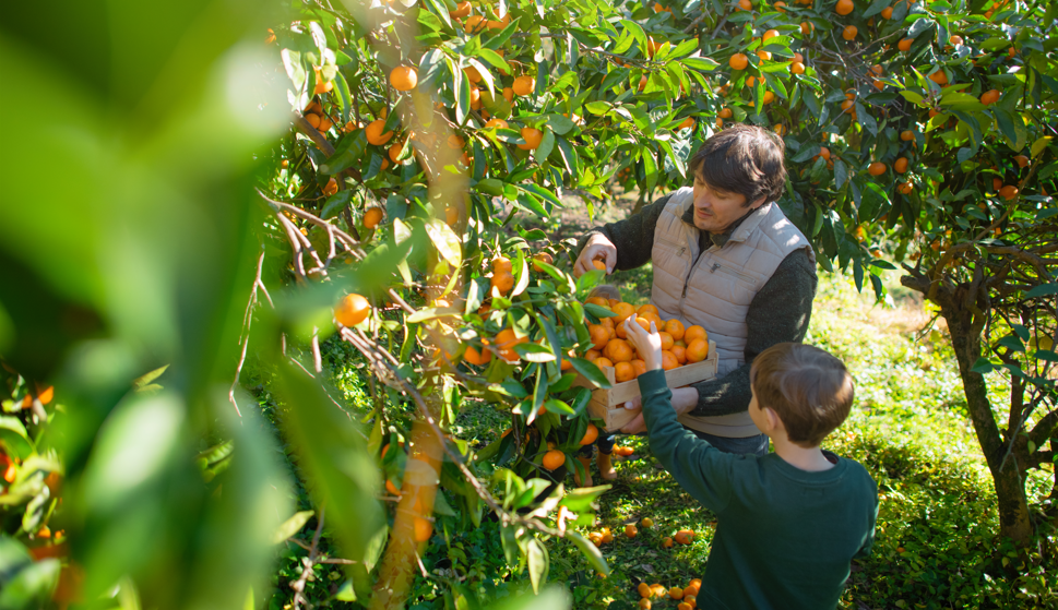 man and a child harvesting oranges