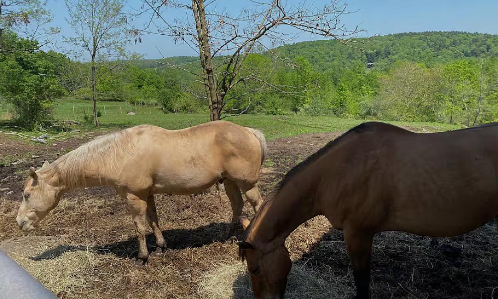 Horses with green pastures and tree lined hills in the background