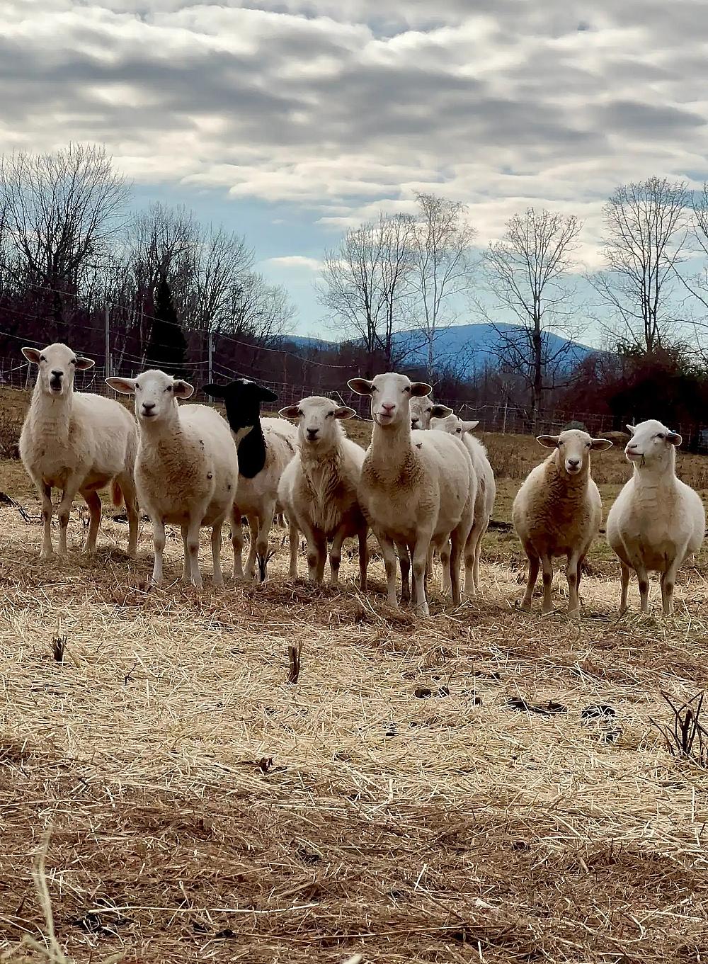 White Rock Farm - Cover Image