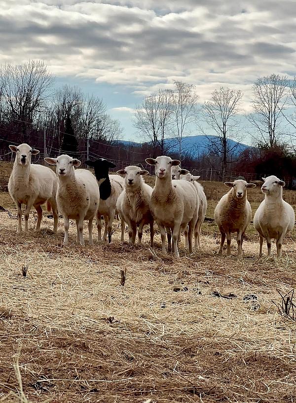 White Rock Farm