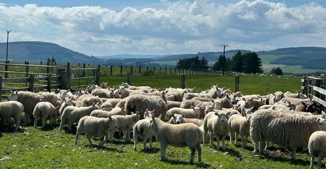 sheep in green pastures in Scotland