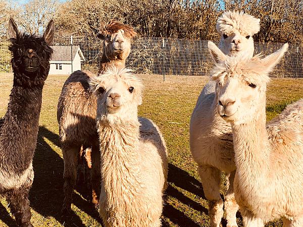 Terra Bella Homestead Farm