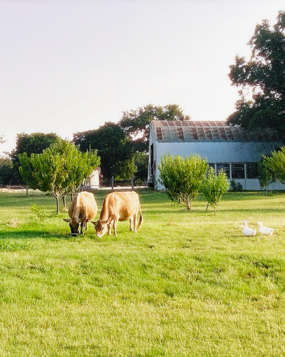 Jersey cattle grazing in orchard in August 2026