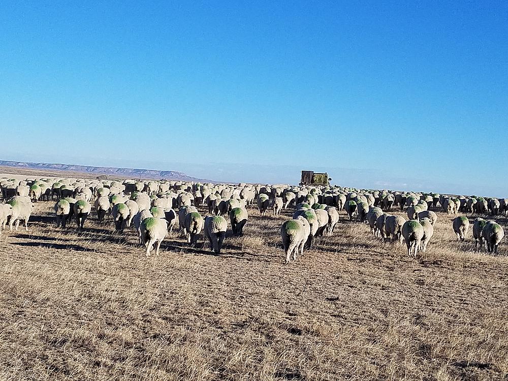 Reed Livestock LLC - Cover Image