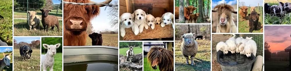 Animals of Little Tail Farms including Scottish Highland cattle, goats, sheep, alpacas and Great Pyrenees on our Tennessee farm