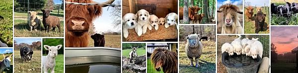 Little Tail Farms