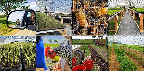 Liberty Farms