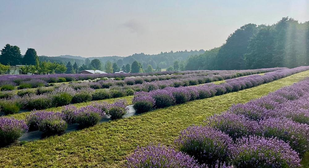 Lavendar field in full bloom