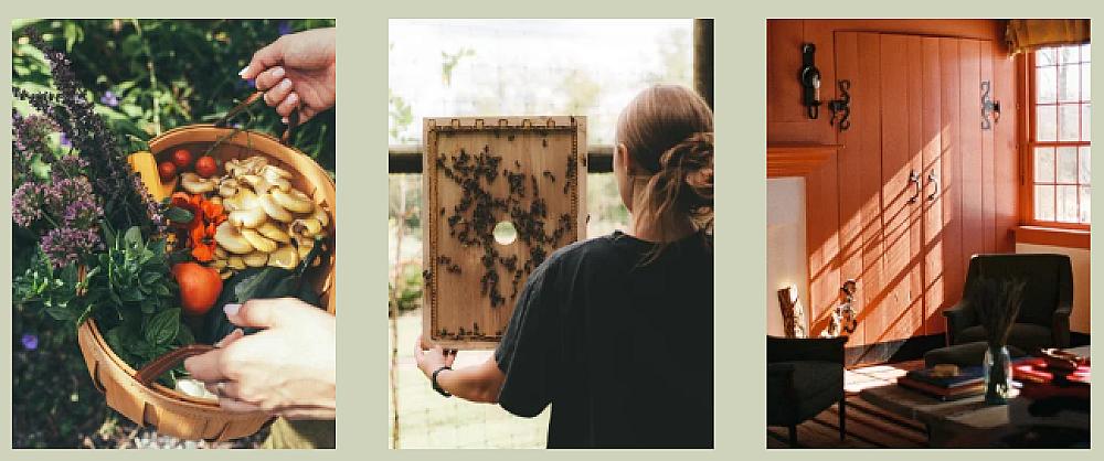 A collage of fresh vegetables in the garden, a person learning about bees and a relaxing place to sit inside